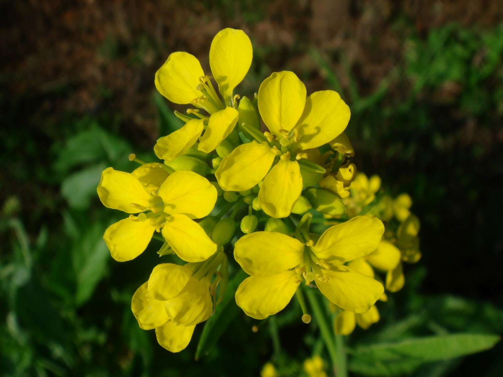 bolsa chica organism project Black Mustard (Brussica Nigra)