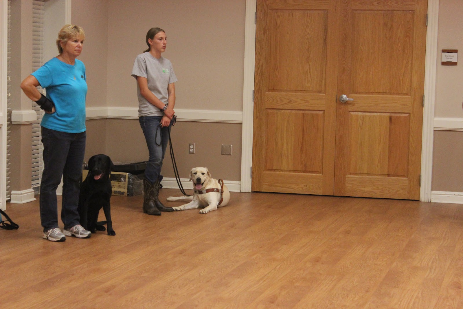 Brandon's life... as a guide dog in training Harness Every Moment