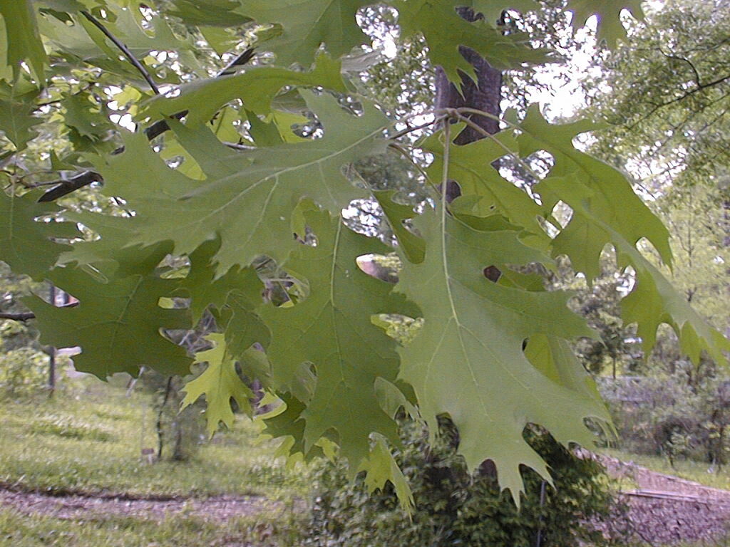 Centenary College Arboretum: Quercus shumardii
