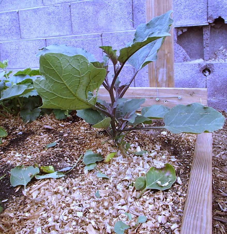 Xtremehorticulture of the Desert Eggplant Production in the Fall and