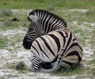Zebras often travel in mixed herds with other grazers and browsers, such as wildebeest.