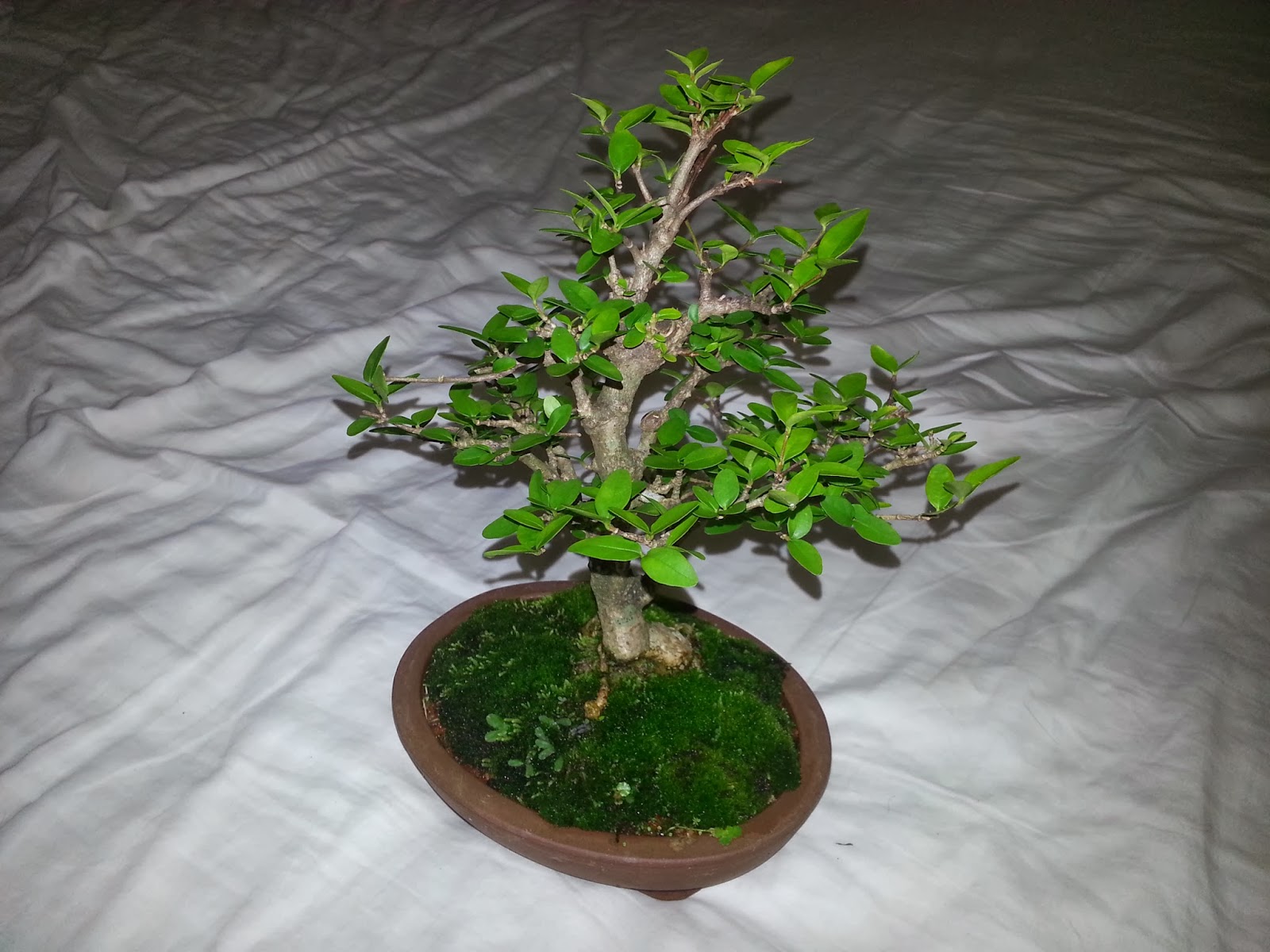 Singapore Serendipity Where to buy a bonsai tree in Singapore