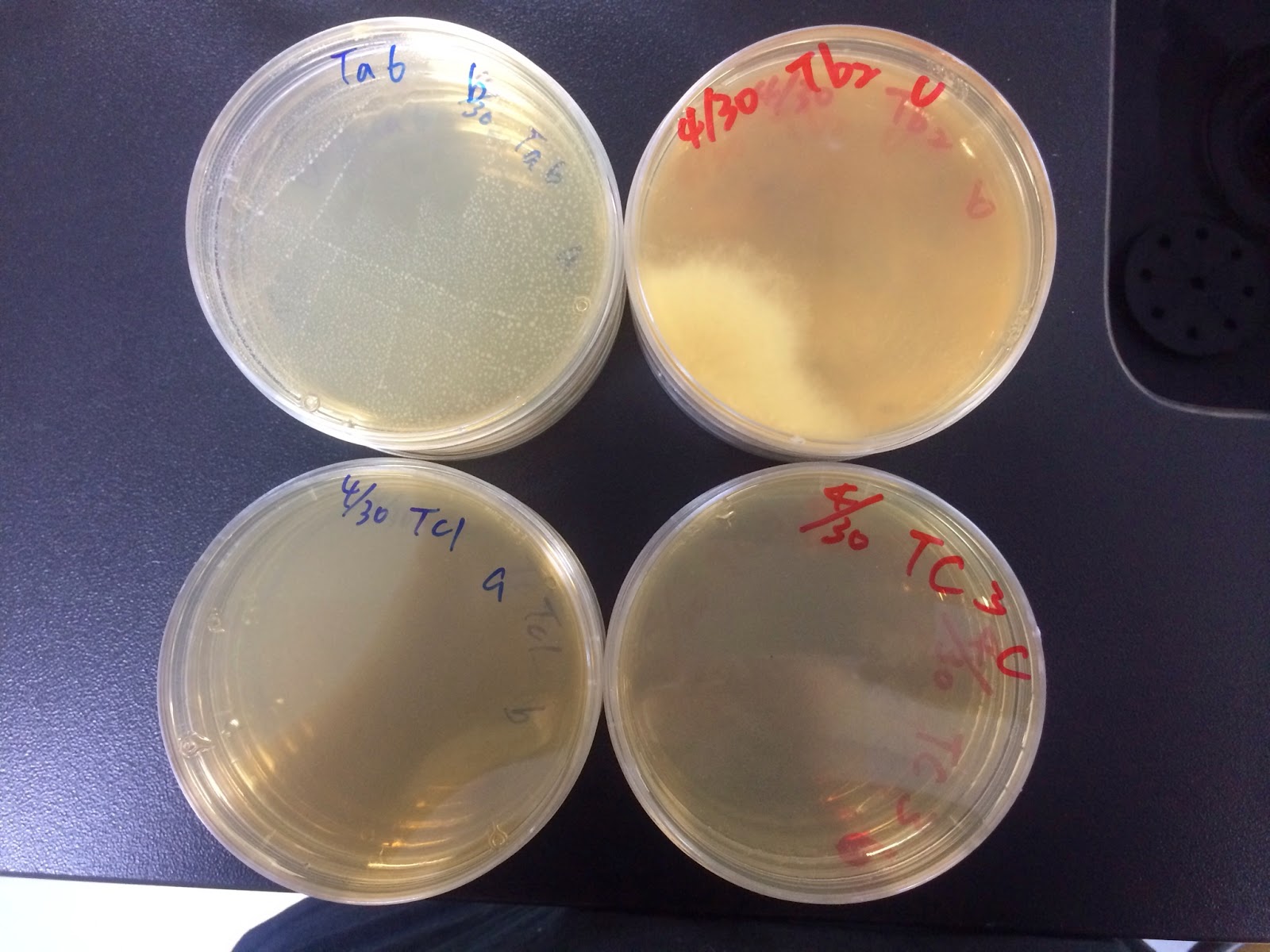 楊容的學習記錄: 0513點菌後實驗：鏡檢以及觸媒測試