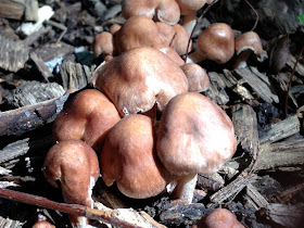 Clump of unknown lovelies