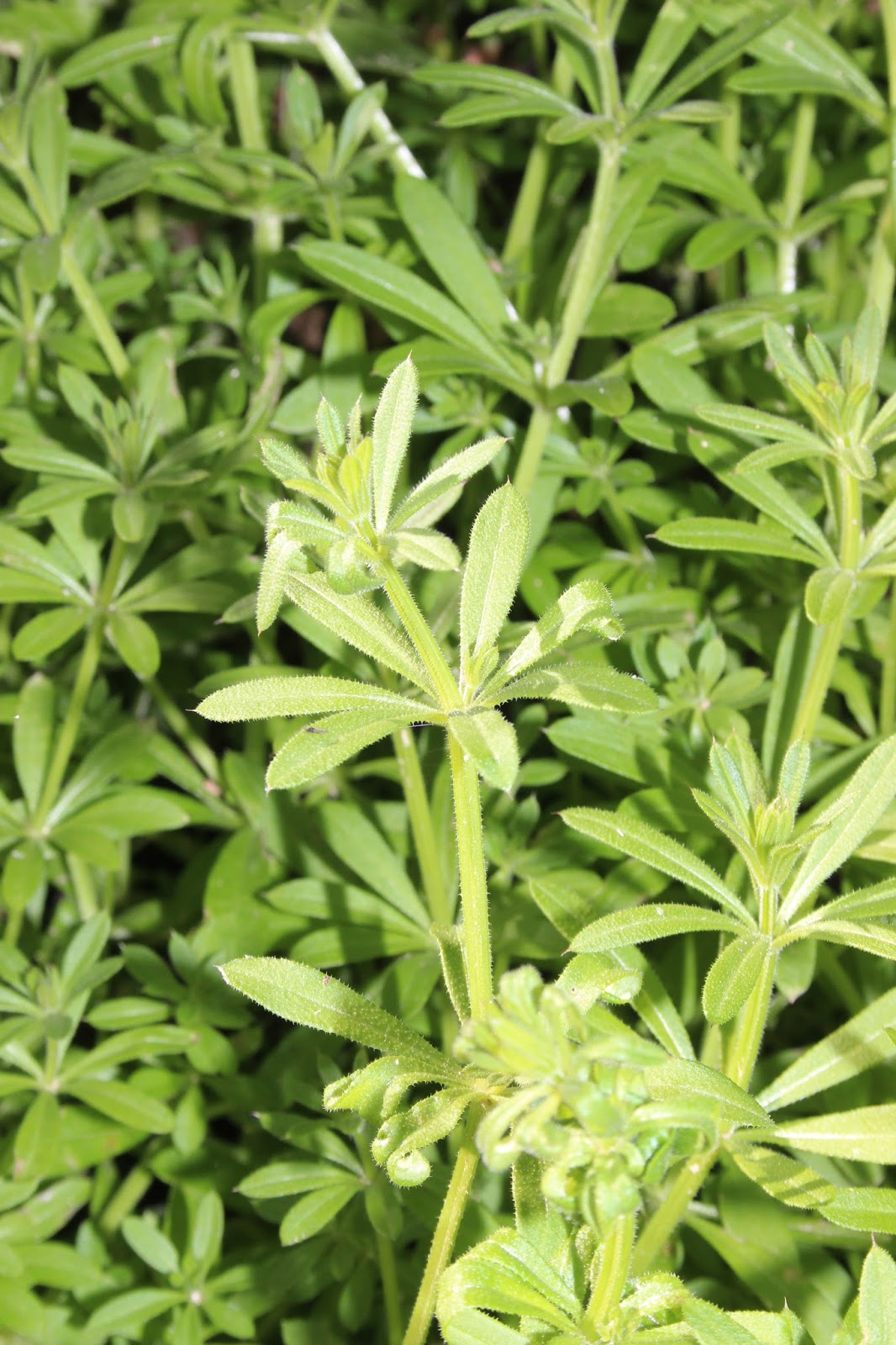 Biodiversity of Cyprus by NGO Protection of the Natural Heritage and