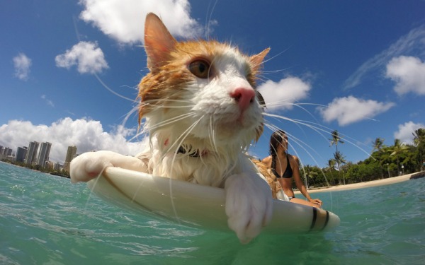 kuli surfing cat