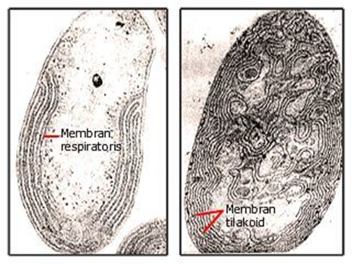 saprotrofák paraziták Vibrio cholerae