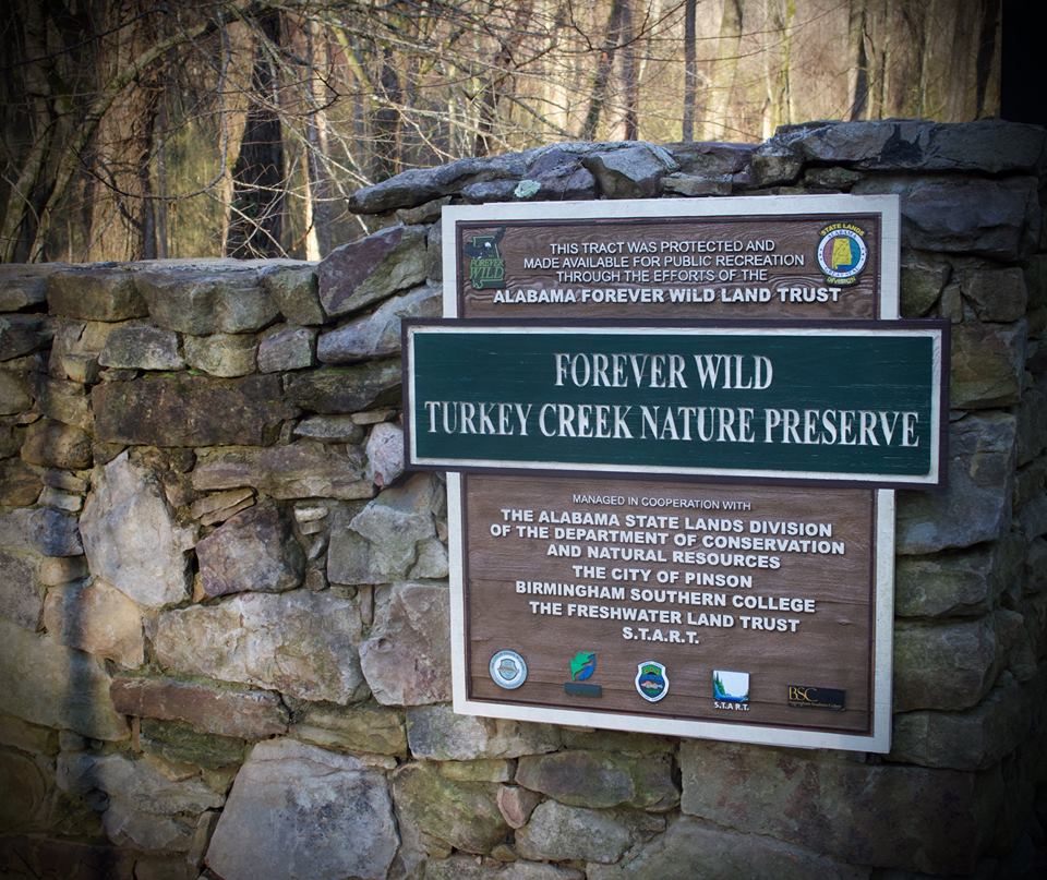 not dark yet birding at turkey creek a photo essay not dark yet birding at turkey creek a photo essay
