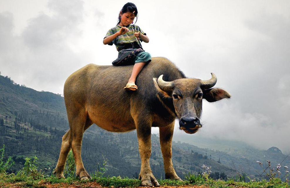 Water Buffalo Facts interesting and wonderful pictures TOOOPIC