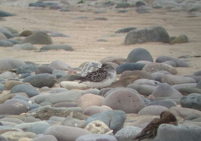 Broad-billed Sandpiper - Kimnel Bay