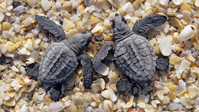 Baby Turtles Beach Wallpaper high resolution widescreen (1600 x 900 )