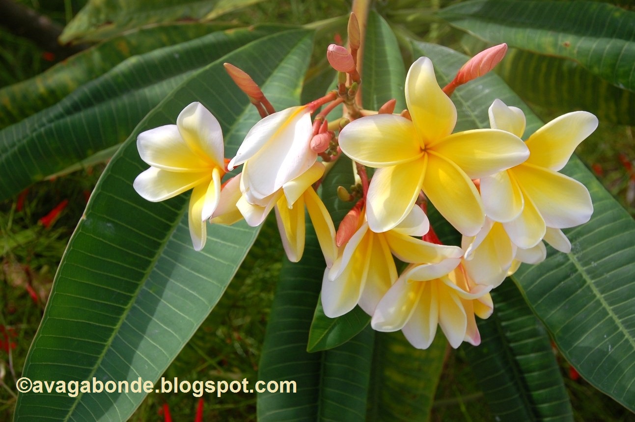 Recollections of a Vagabonde Flowers in Key West, Florida and at home