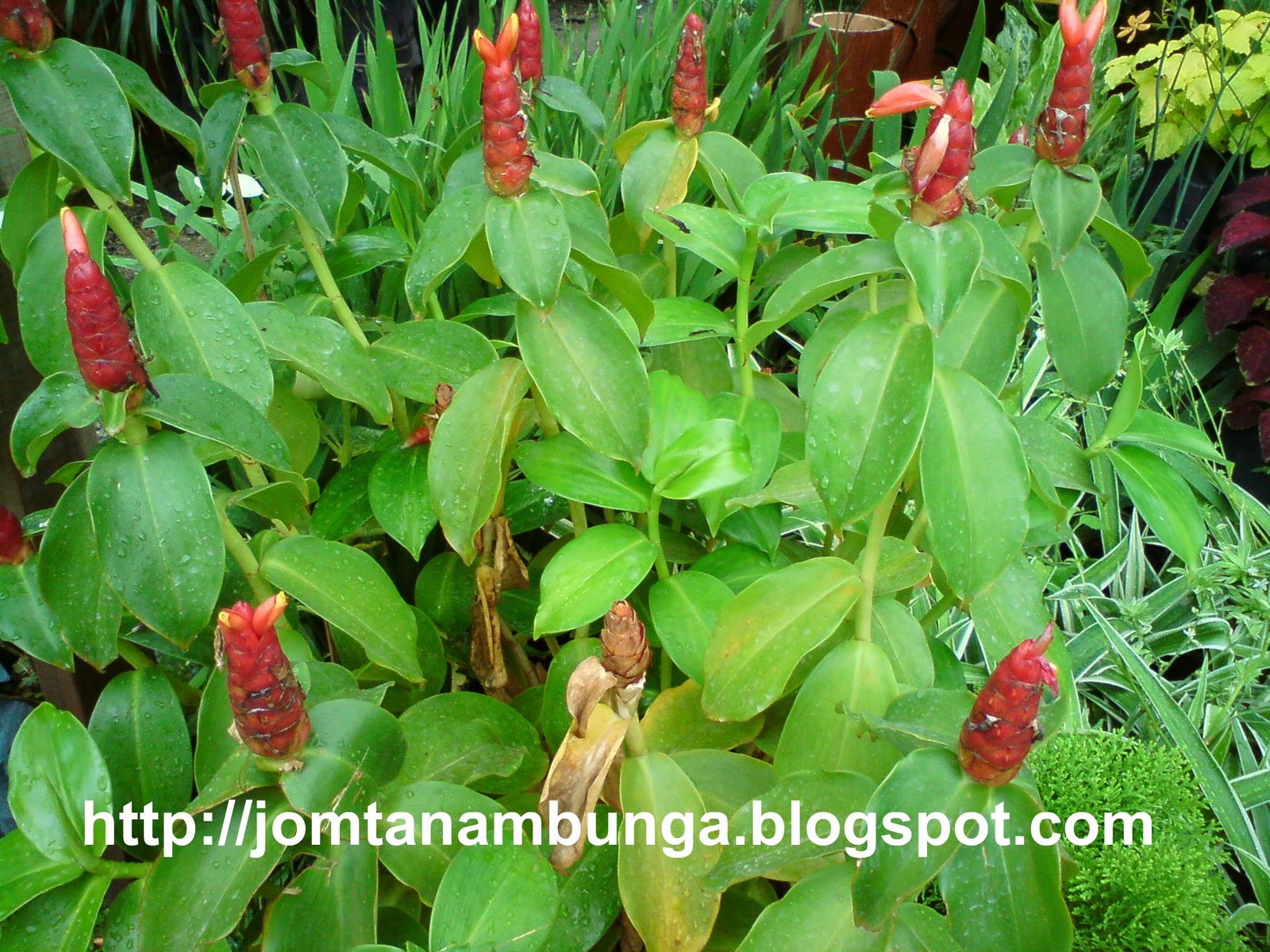 red button ginger poisonous red button ginger poisonous