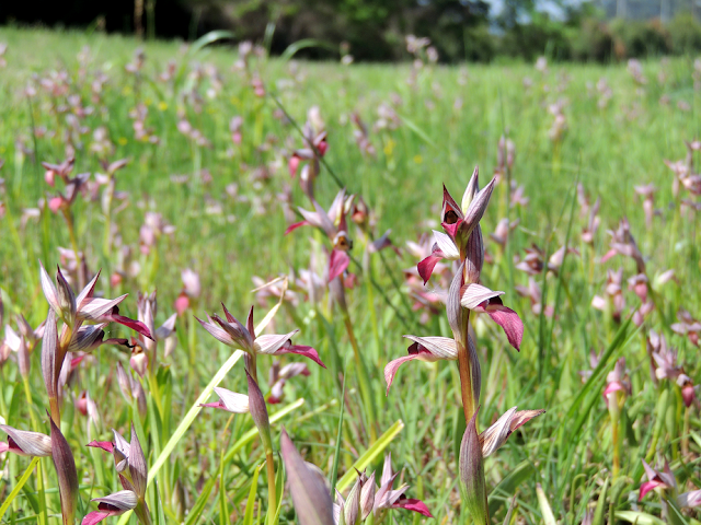Orquídeas Galicia