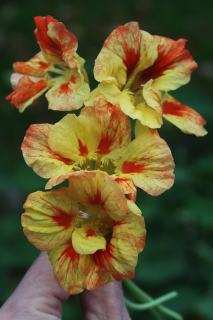 nasturtiums, nasturtium flowers, autumn, garden, Anne Butera, My Giant Strawberry