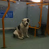 Εγκαταλελειμμένος σκύλος στο λεωφορείο...