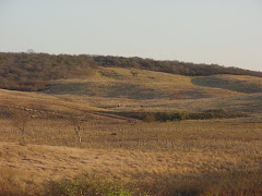 Área de caatinga desmatada  com pastagem