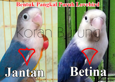 Cara Paling Tepat Membedakan Jenis Kelamin Lovebird Anakan Dan Dewasa Mengetahui jenis kelamin burung lovebird yang kita pelihara memang sangat penting Cara Paling Tepat Membedakan Jenis Kelamin Lovebird Anakan Dan Dewasa