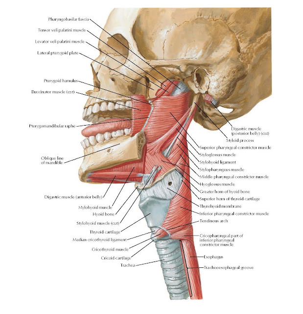 Muscles of Pharynx: Lateral View Anatomy