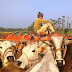 2 पिकअप वाहनों पर 15 गाय लादकर ले जा रहे चालक को किया गिरफ्तार, वाहन जब्त
