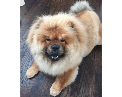 Chow chow dog breed personality