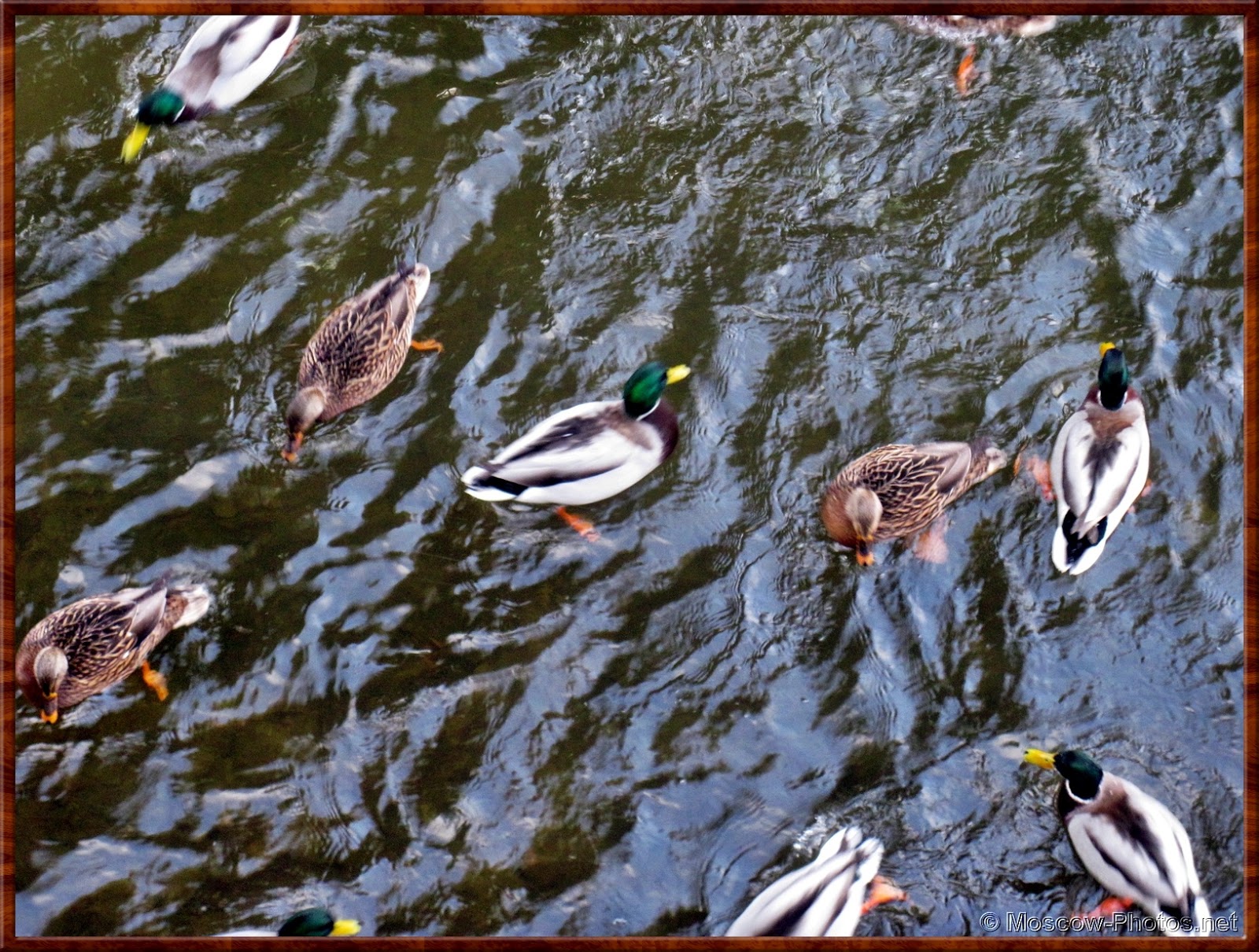 Some Ducks Swim In The Moscow River