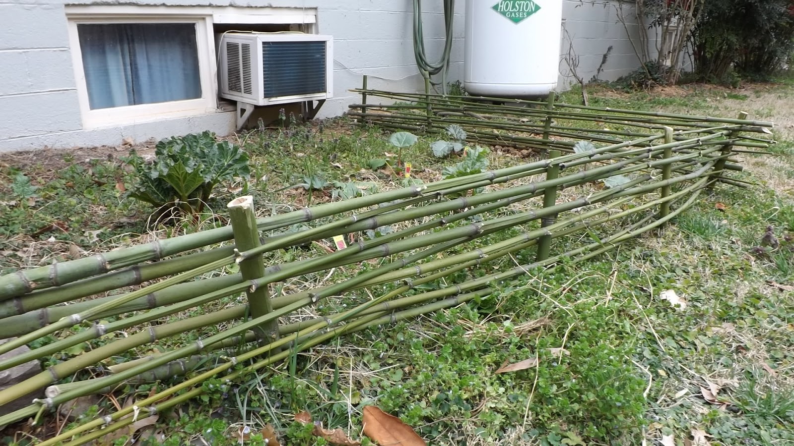 Yarden Party Bamboo Wattle