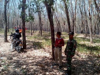 9 HEKTAR  SEMAK HUTAN KARET DI KEDAWUNG SRAGEN TERBAKAR
