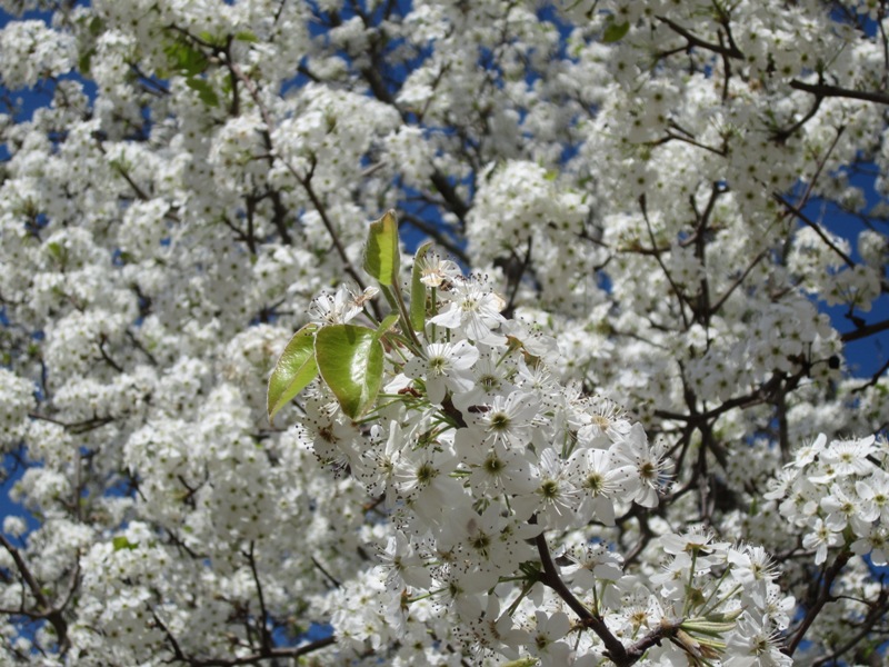 Life is Good! Bradford Pear Trees
