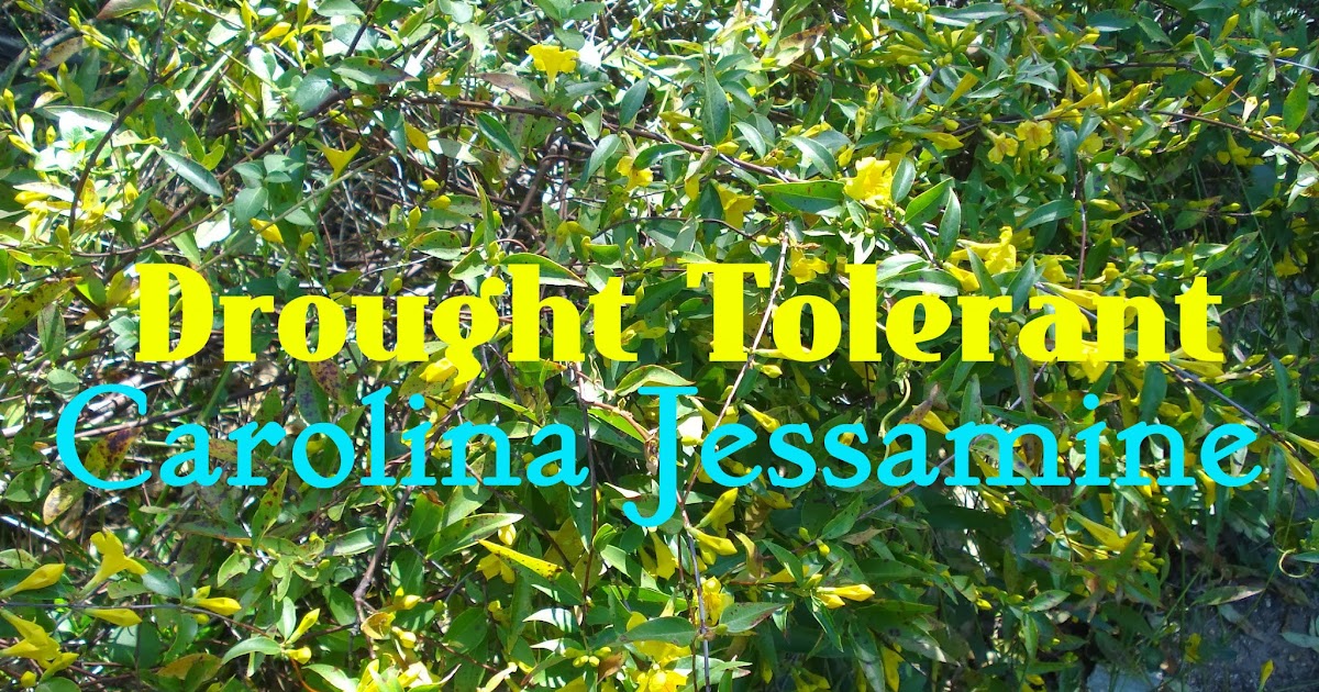 My Thrift Store Addiction : Hardy Drought Tolerant Plants ...