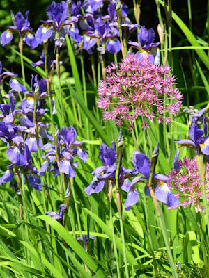 Iris sibirica Siberian Irises Alliums by garden muses-not another Toronto gardening blog