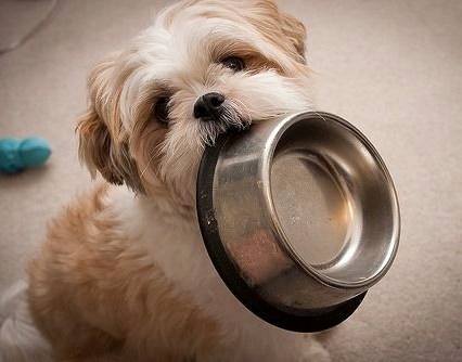 Shih tzu não para de lamber as patinhas e está se coçando muito?