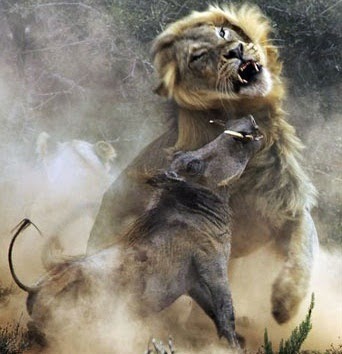 (Foto) Pertarungan singa dan babi hutan