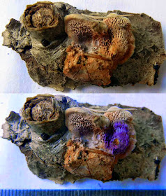 Hapalopilus nidulans turns purple with KOH or ammonia