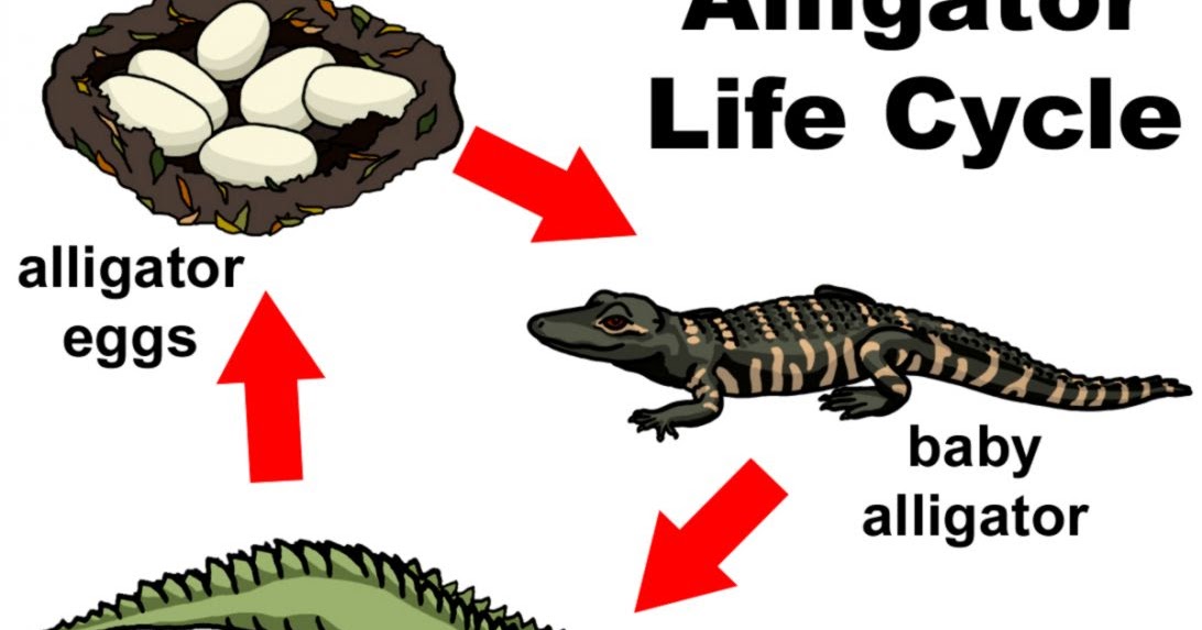 Reptile Life Cycle | Wallpapers Gallery