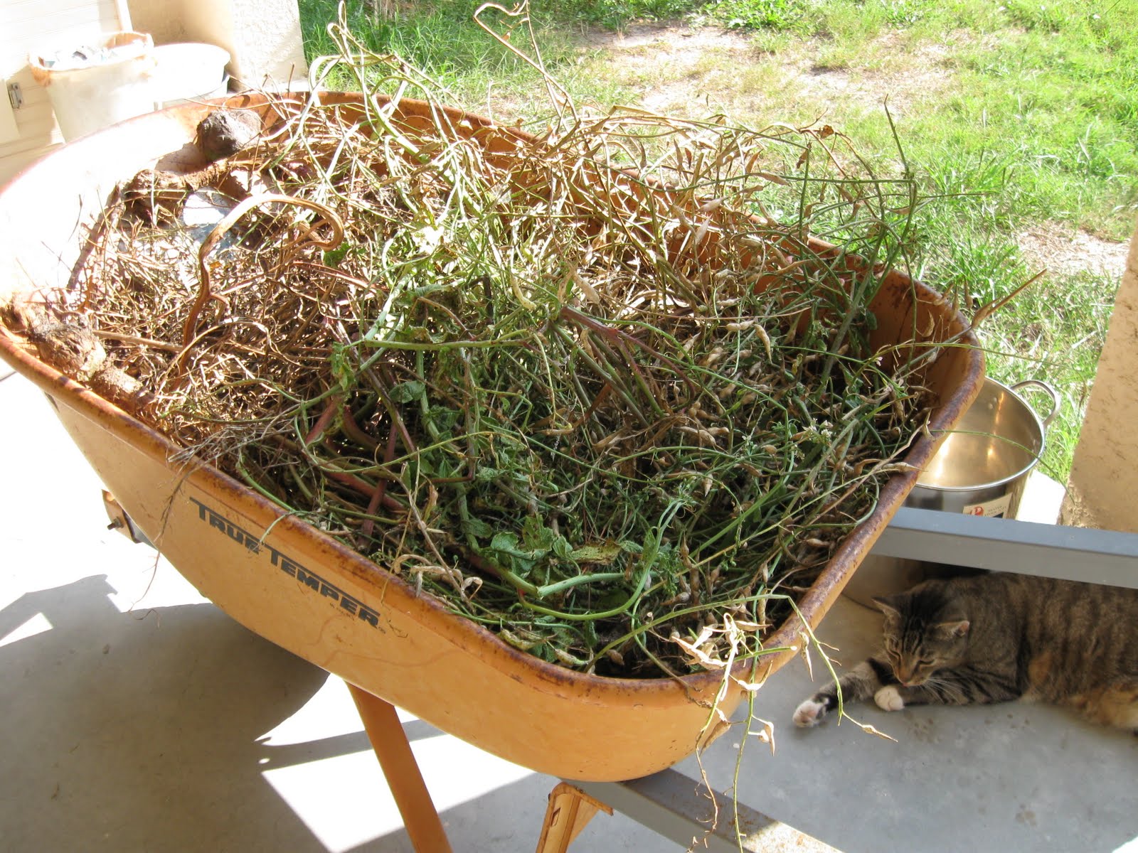 Growing Food in Florida Saving Radish Seeds