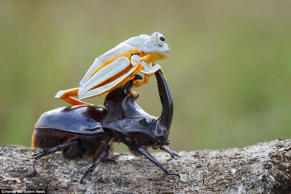 Ếch gan lì cưỡi trên lưng bọ cánh cứng, nhất quyết không buông tha