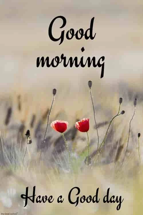 good morning images rose hd