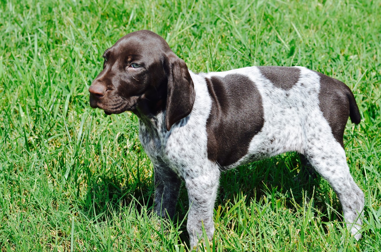 The Hollow Hum of a Silent Turbine