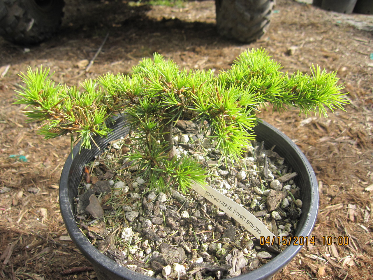 Cedrus libani Cedar of Lebanon care and cultivation Travaldo's blog