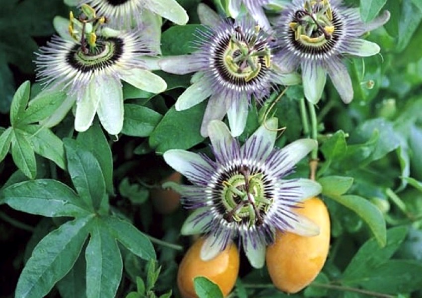 The Herb Hound PASSION FLOWER