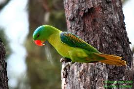 Parrots Birds Bird Habitat Betet Forest Isolated On The Difficult