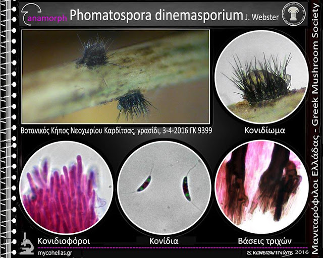 Phomatospora dinemasporium J. Webster