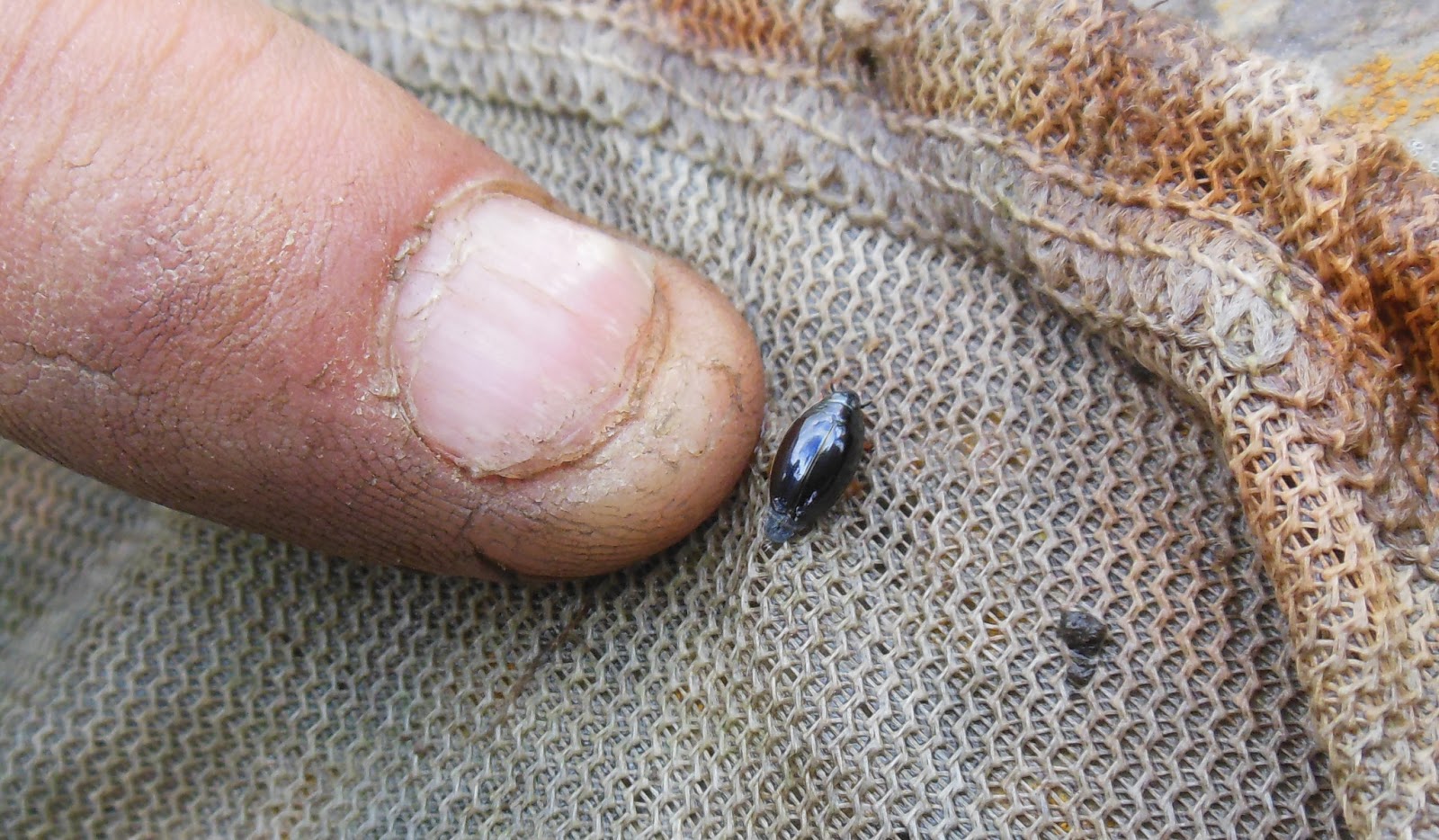 The Tenacious Gardener!: Willow water and unknown pond bugs.