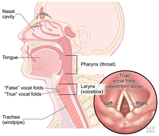 Motivated Parent - Successful Child: Hoarse Voice in Children oral thrush diagram 