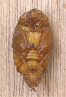 Mayıs böceği pupu