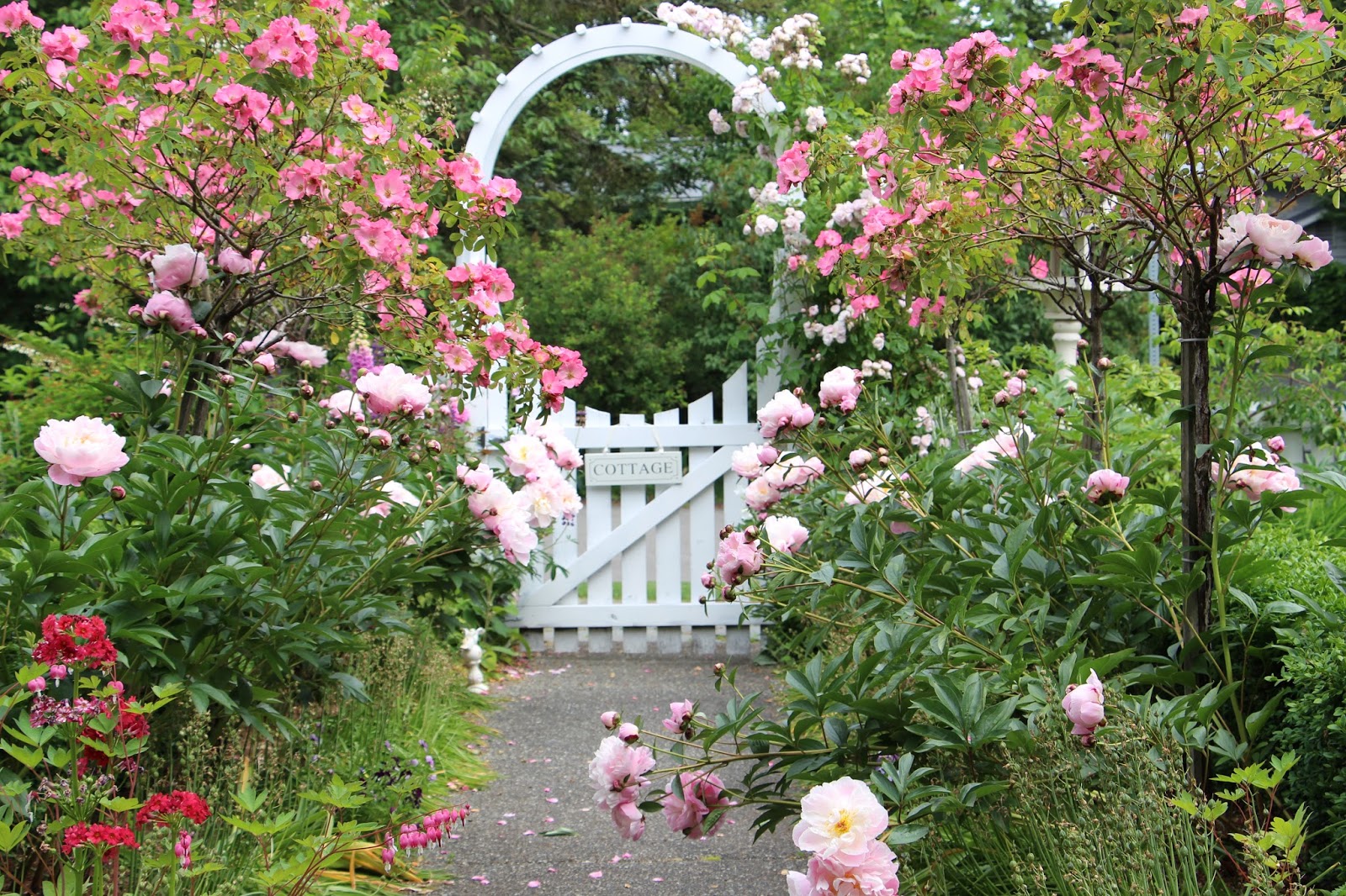 Fishtail Cottage: Fishtail Cottage Garden 5/25/15 Fishtail Cottage: Fishtail Cottage Garden 5/25/15 on Cottage Patio Ideas id=70851