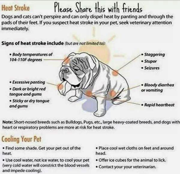 If They Could Talk Hot Weather Tips for Your Pets