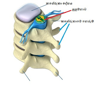 කුන්ඩලීනි