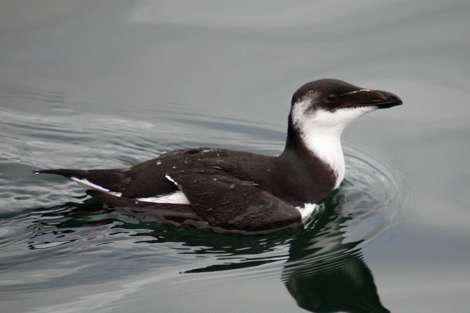 Bird Man of Bridgewater Alcids on Cape Cod